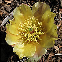 Thumbnail Picture of Opuntia phaeacantha