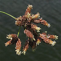 Thumbnail Picture of California Bulrush