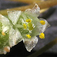 Thumbnail Picture of Cuscuta campestris