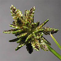 Thumbnail Picture of Variable Flatsedge