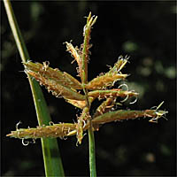 Thumbnail Picture of Yellow Nutsedge
