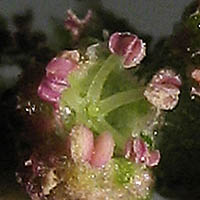 Thumbnail Picture of Atriplex prostrata