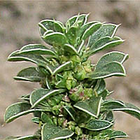 Thumbnail Picture of Amaranthus californicus