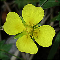 Thumbnail Picture of English Cinquefoil