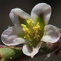 Thumbnail Picture of Polygonum argyrocoleon