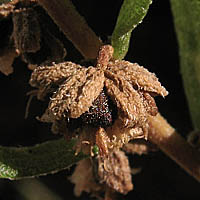 Thumbnail Picture of San Diego Marsh-elder