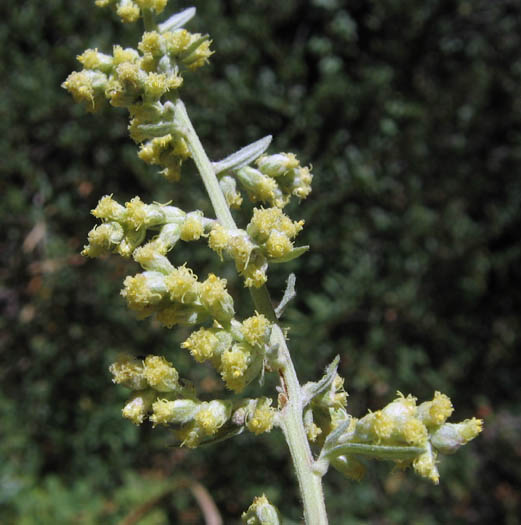 Detailed Picture 3 of California Mugwort