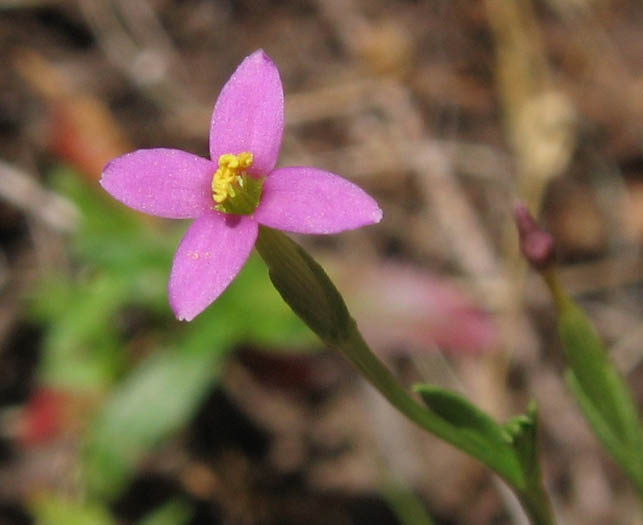 Detailed Picture 1 of Desert Centaury