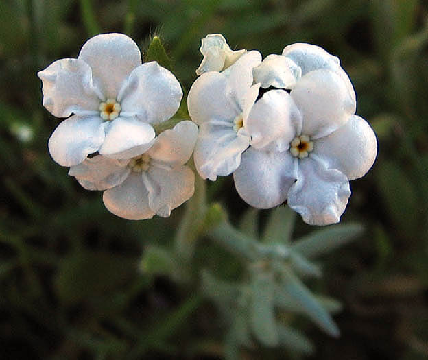 Detailed Picture 1 of Popcorn Flower