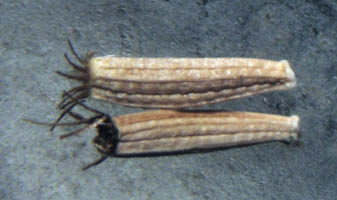 Detailed Picture 6 of Whiteplume Wirelettuce