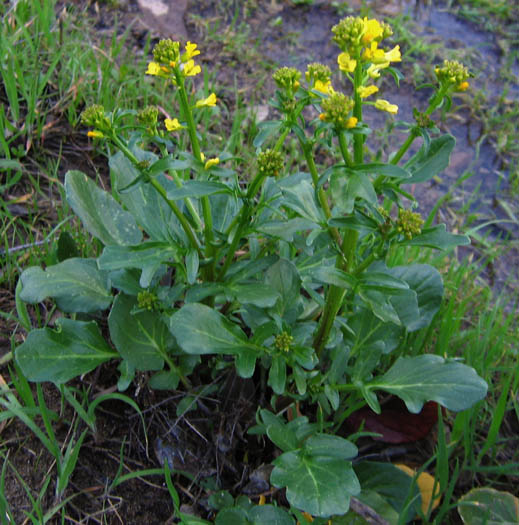 Detailed Picture 3 of Winter Cress