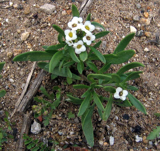 Detailed Picture 6 of Sweet Alyssum