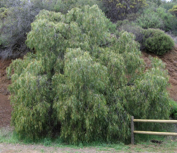 Detailed Picture 5 of Peruvian Pepper Tree