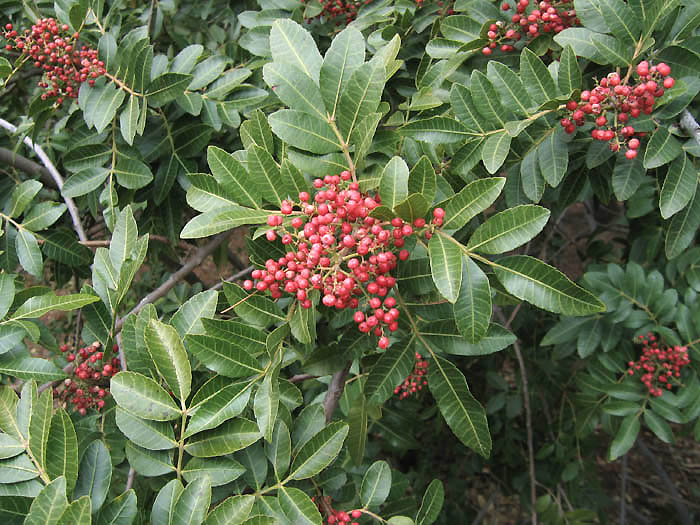Detailed Picture 3 of Brazilian Pepper Tree