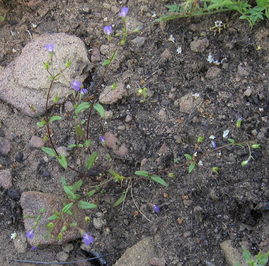 Detailed Picture 6 of Blue-eyed Mary