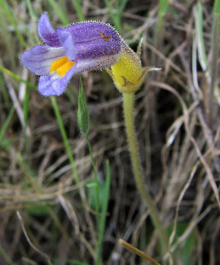 Detailed Picture 2 of Oneflowered Broomrape