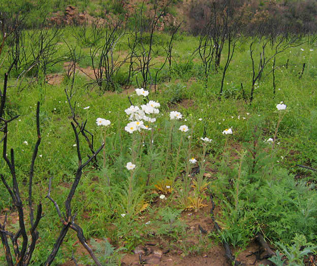 Detailed Picture 4 of Prickly Poppy