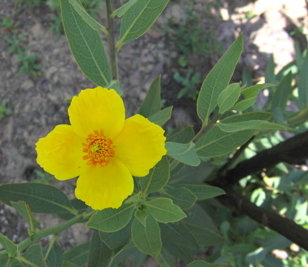 Detailed Picture 3 of Tree Poppy