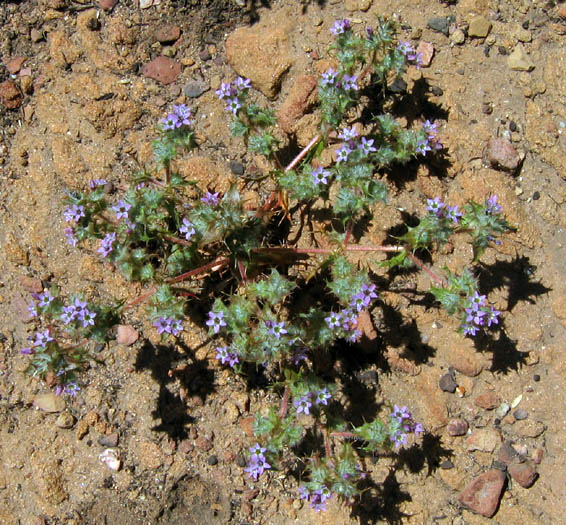 Detailed Picture 3 of Hooked Navarretia
