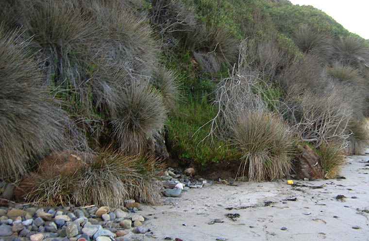 Detailed Picture 5 of Southwestern Spiny Rush