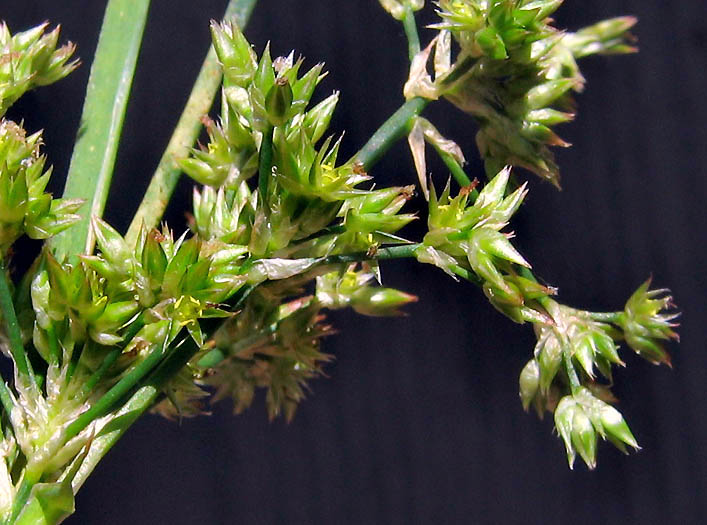 Detailed Picture 3 of Irisleaf Rush