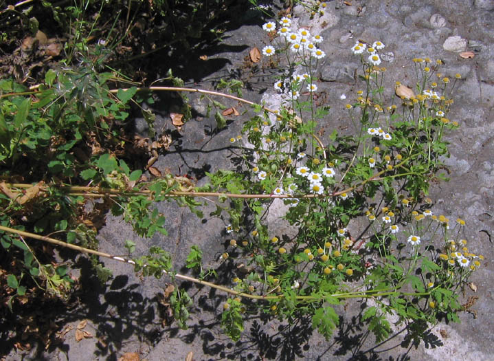 Detailed Picture 3 of Feverfew