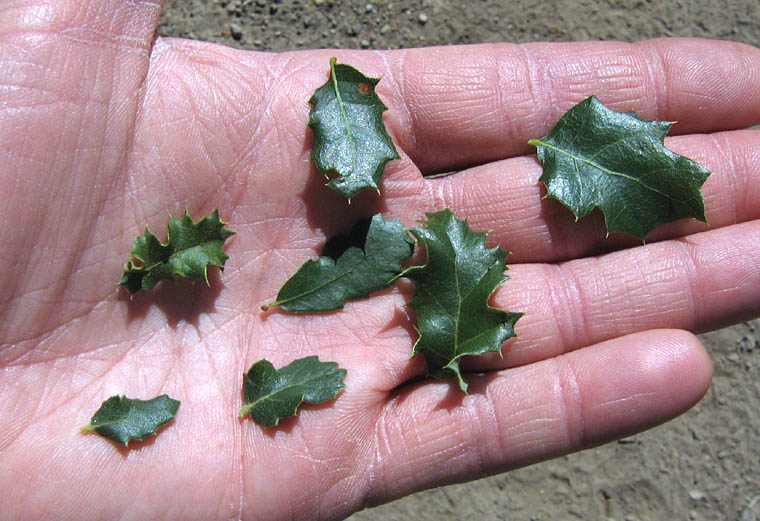 Detailed Picture 7 of Scrub Oak