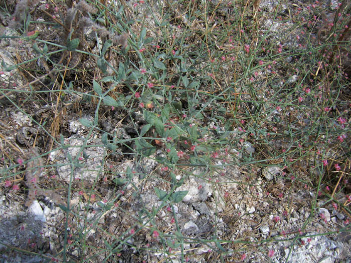 Detailed Picture 3 of Anglestem Buckwheat
