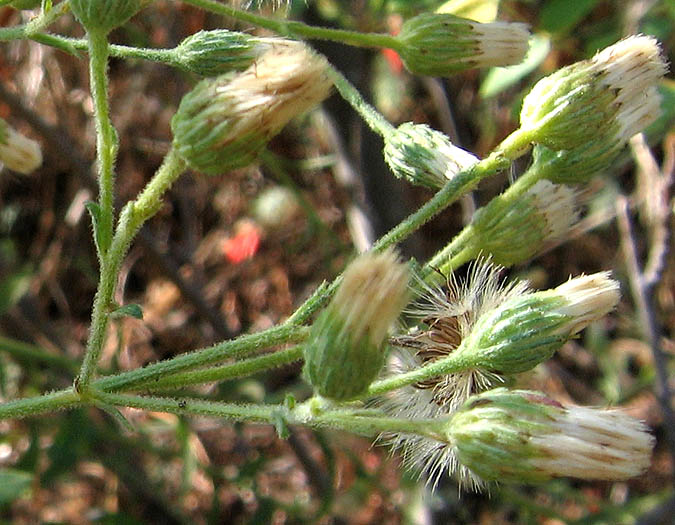 Detailed Picture 2 of Plummer's Baccharis