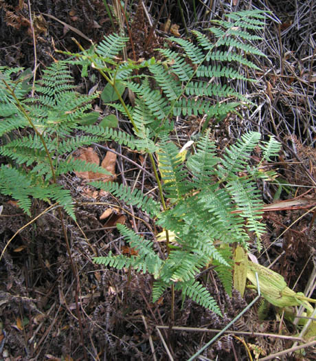 Detailed Picture 3 of Western Bracken Fern
