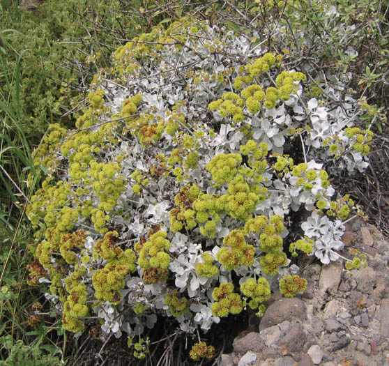 Detailed Picture 4 of Conejo Buckwheat