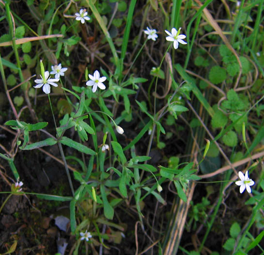 Detailed Picture 4 of Small-flowered Meconella