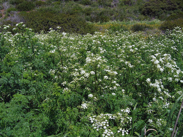 Detailed Picture 7 of Poison Hemlock