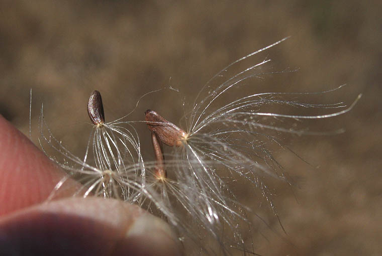 Detailed Picture 9 of California Thistle
