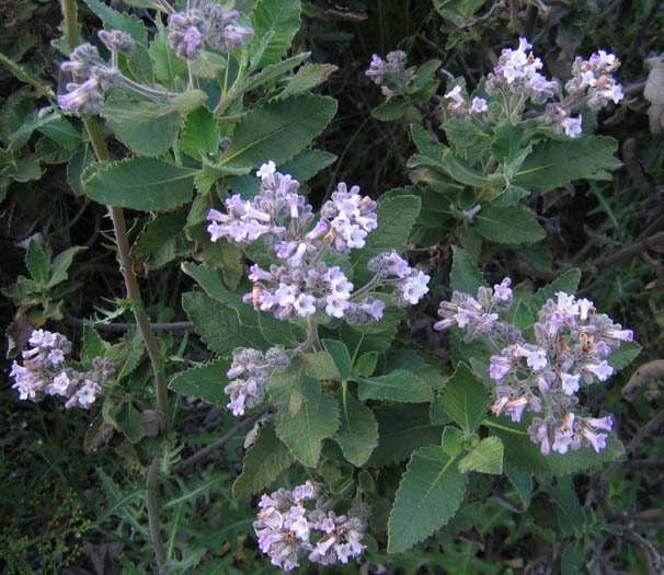 Detailed Picture 5 of Yerba Santa