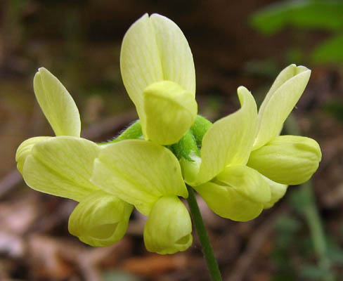 Detailed Picture 1 of Large-flowered Lotus