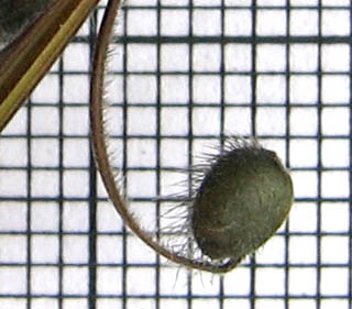 Detailed Picture 4 of Carolina Geranium