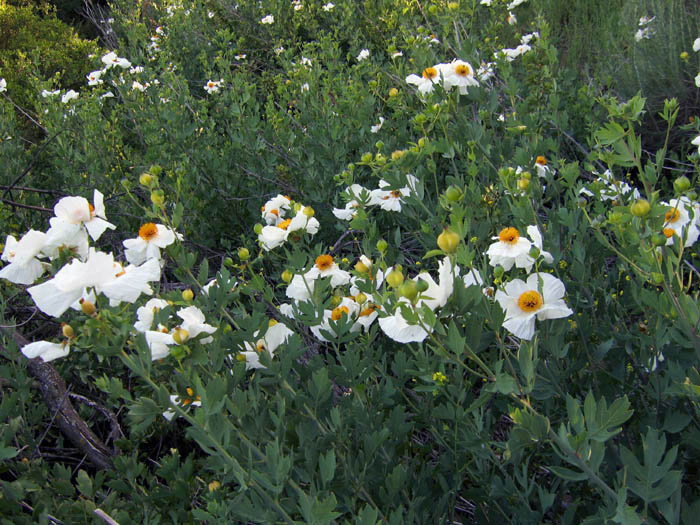 Detailed Picture 4 of Matilija Poppy