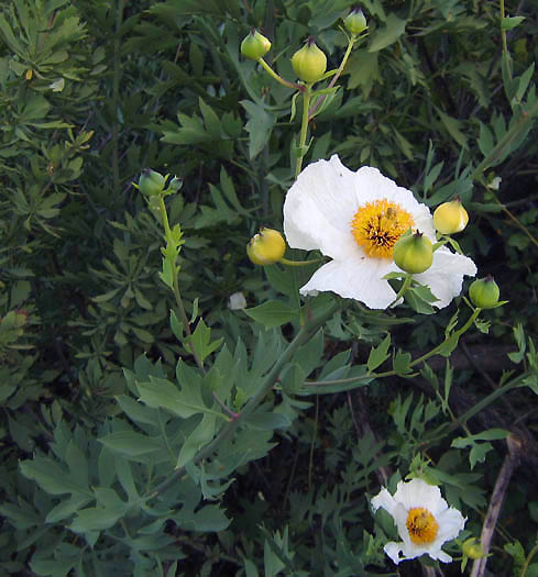 Detailed Picture 2 of Matilija Poppy