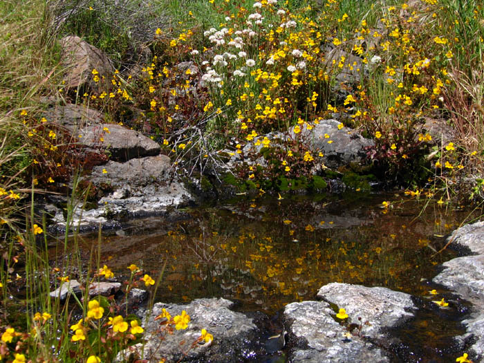 Detailed Picture 4 of Creek Monkey Flower