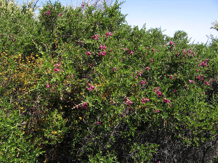 Detailed Picture 5 of Chaparral Pea