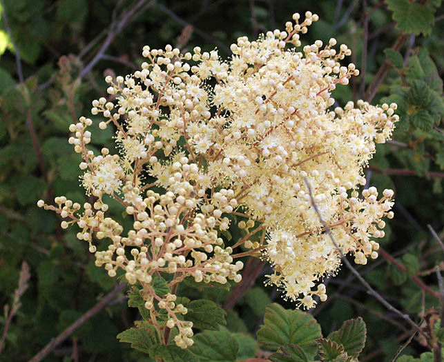 Detailed Picture 3 of Cream Bush