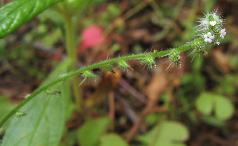 Detailed Picture 3 of Tejon Cryptantha