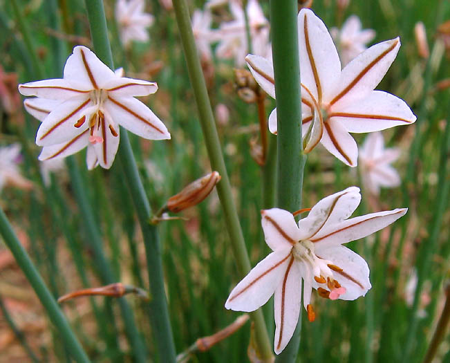 Detailed Picture 3 of Onionweed