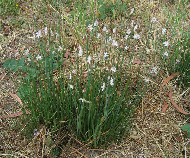 Detailed Picture 4 of Onionweed