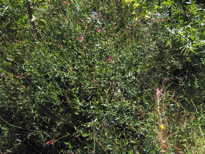 Detailed Picture 6 of Fish's Milkwort