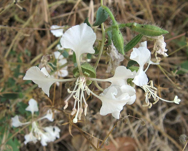 Detailed Picture 7 of Elegant Clarkia