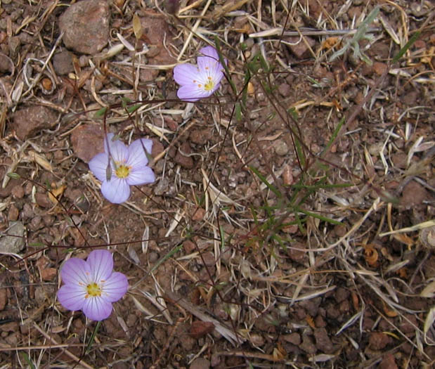 Detailed Picture 4 of Flax-flowered Linanthus