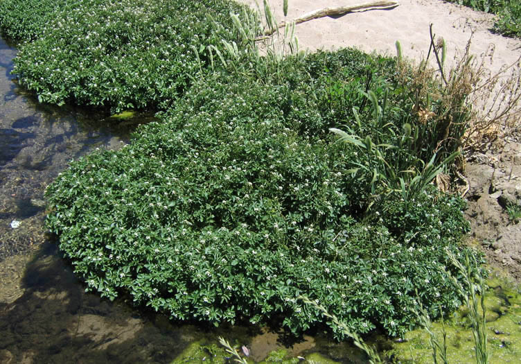 Detailed Picture 4 of Water Cress