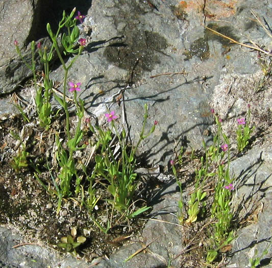 Detailed Picture 4 of Desert Centaury